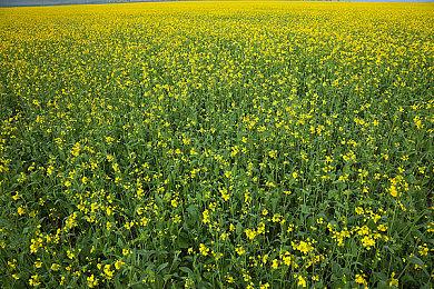 宇宙机器人PS5手柄在欧洲开启预购之后被抢光